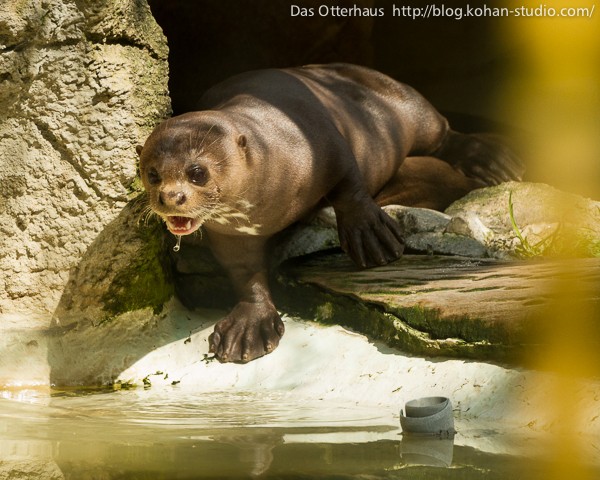 COZA dogs kohh 世界に一つのMA-1 maxresdefault.jpg