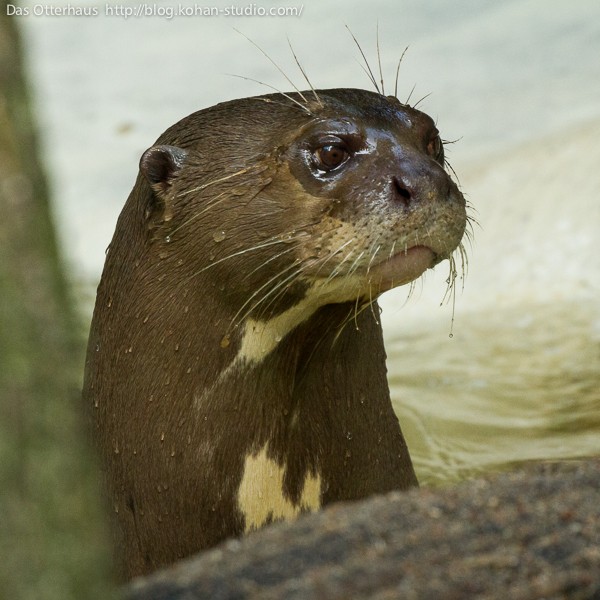 カワウソ カワウソ探索2＠シンガポール : Das Otterhaus 【カワウソ舎】旧