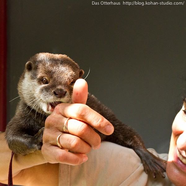 ドイツでいちばん有名なカワウソに会いに行く : Das Otterhaus