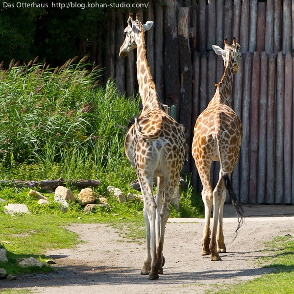 ロスチャイルドキリン・ライプツィヒ動物園 : Das Otterhaus
