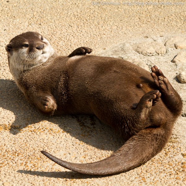 平川カワウソ・ヤマトの正体は♪ : Das Otterhaus 【カワウソ舎】