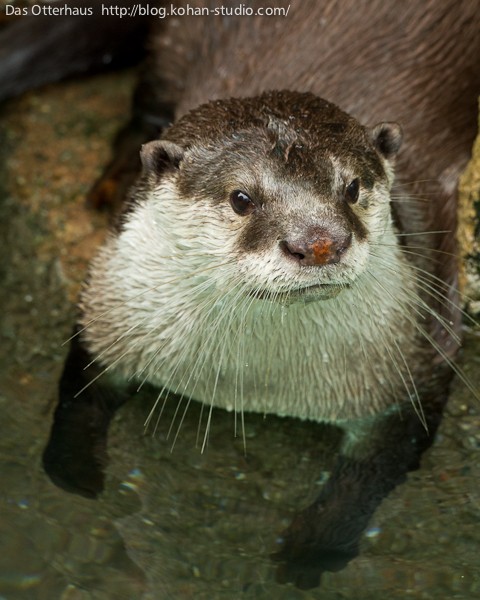 のいちカワウソ・ヘビメタな泳ぎ : Das Otterhaus 【カワウソ舎