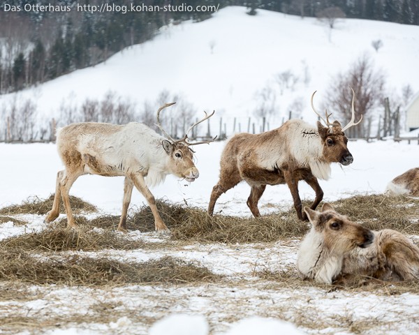 トナカイと地層処分 : Das Otterhaus 【カワウソ舎】旧サイト