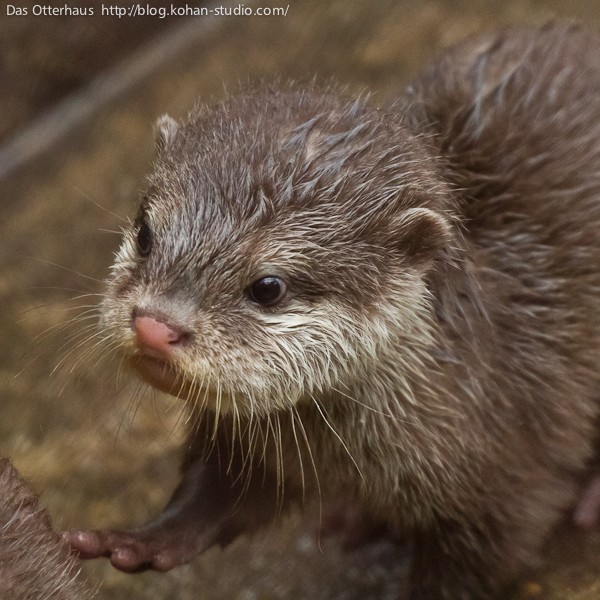 カワウソ 池田カワウソ・チョコミントのこどもたち(1) : Das Otterhaus