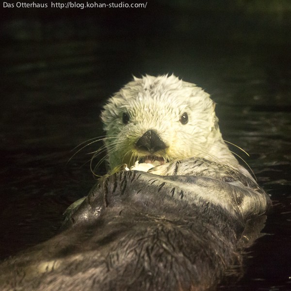 海遊館ラッコ・カワウソつき : Das Otterhaus 【カワウソ舎】