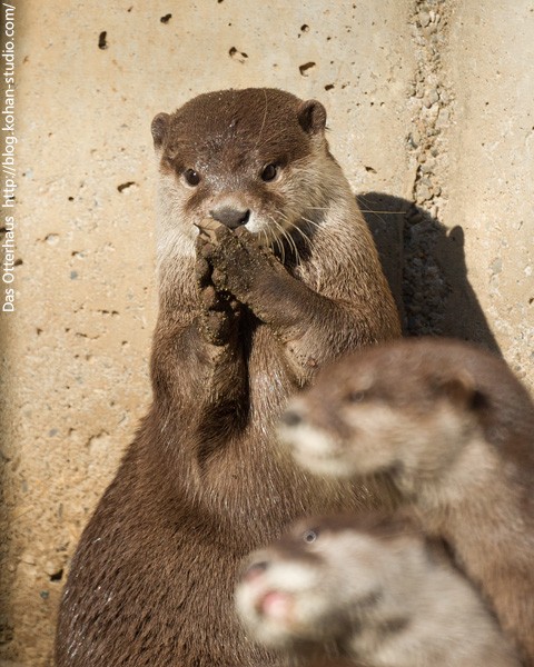 千葉カワウソ・冬の光 : Das Otterhaus 【カワウソ舎】