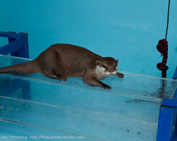 桂浜カワウソ・コウメコウメコウメ！ : Das Otterhaus