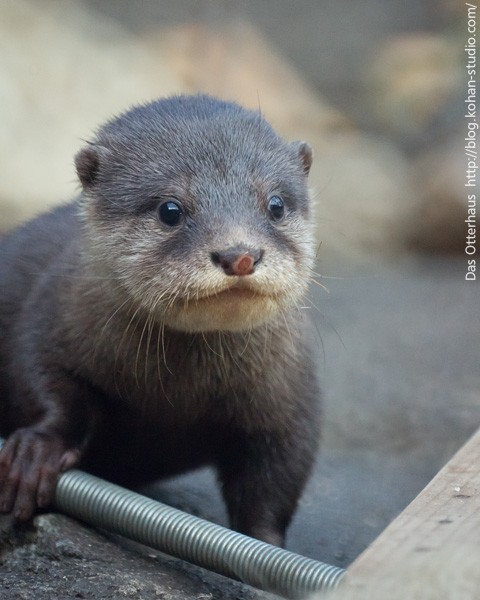 多摩カワウソ・またちびうそ! : Das Otterhaus 【カワウソ舎 多摩カワウソ・またちびうそ! : Das Otterhaus 【カワウソ舎