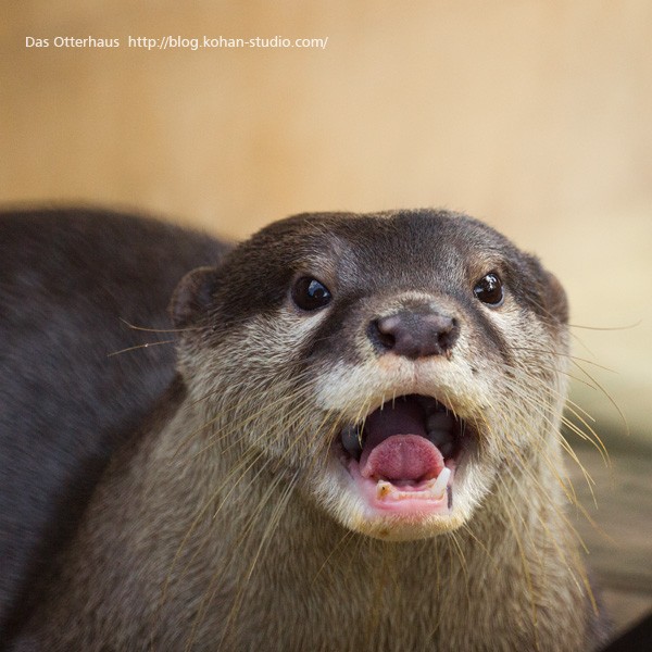 【12月スーパーSALE 15%OFF】 : 市川カワウソ・初ワカサギ？ Das 【カワウソ舎】旧 Otterhaus アイドル