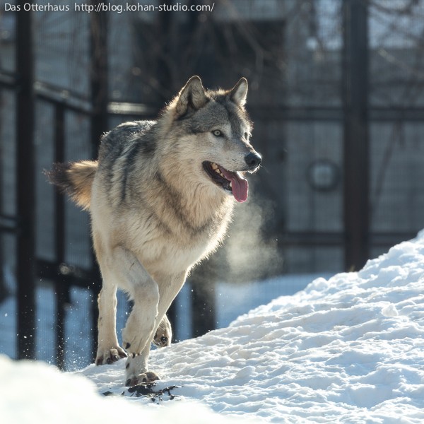 円山どうぶつ・オオカミ、それと熱帯動物館のこと : Das