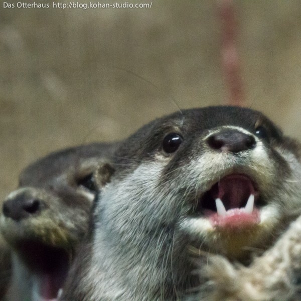 おたるカワウソ・ペンギンも♪ : Das Otterhaus 【カワウソ舎