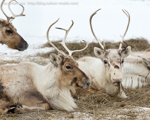 トナカイ トナカイと地層処分 : Das Otterhaus 【カワウソ舎】旧サイト