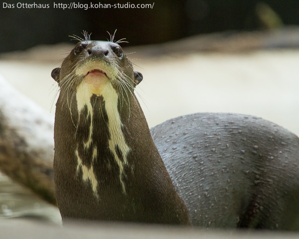 世界最大のカワウソ4・ハーゲンベック動物公園その1 : Das