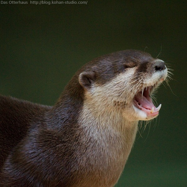 千葉カワウソ・木陰編 : Das Otterhaus 【カワウソ舎】