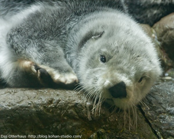 早い者勝ち : ラッコもカワウソ Das 【カワウソ舎】旧サイト Otterhaus 人形