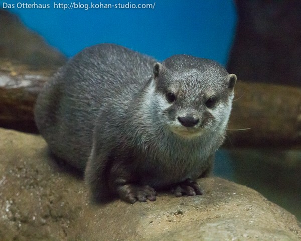 おたるカワウソ・ペンギンも♪ : Das Otterhaus 【カワウソ舎