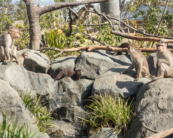 ときわ動物園 ときわ動物園の新コツメ展示・その1 : Das Otterhaus 【カワウソ