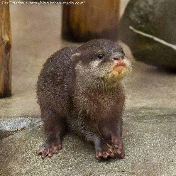 池田カワウソ・チョコミントのこどもたち(1) : Das Otterhaus