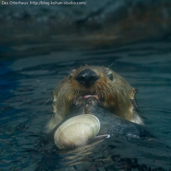 ラッコとカワウソ　　ガラス細工 ガラス細工 ミニチュア 動物 雑貨 水族館 お土産 グラススクエア