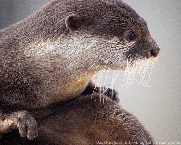 むずかしいカワウソ : Das Otterhaus 【カワウソ舎】旧サイト