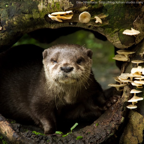 カワウソ ペット オファー 熊本