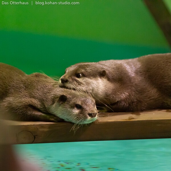 しな水カワウソ・その2 : Das Otterhaus 【カワウソ舎】