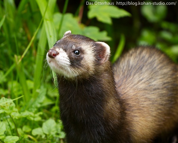 ヨーロッパケナガイタチ・ドイツカワウソセンター : Das ヨーロッパケナガイタチ・ドイツカワウソセンター : Das
