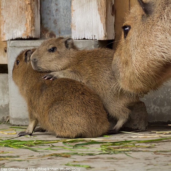 市川カワウソ・というか、ちびカピ : Das Otterhaus 【カワウソ舎】