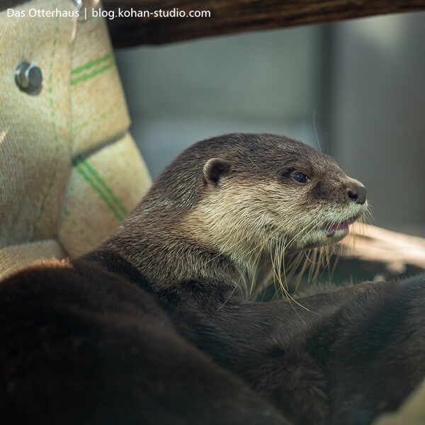 神戸アトアカワウソ : Das Otterhaus 【カワウソ舎】