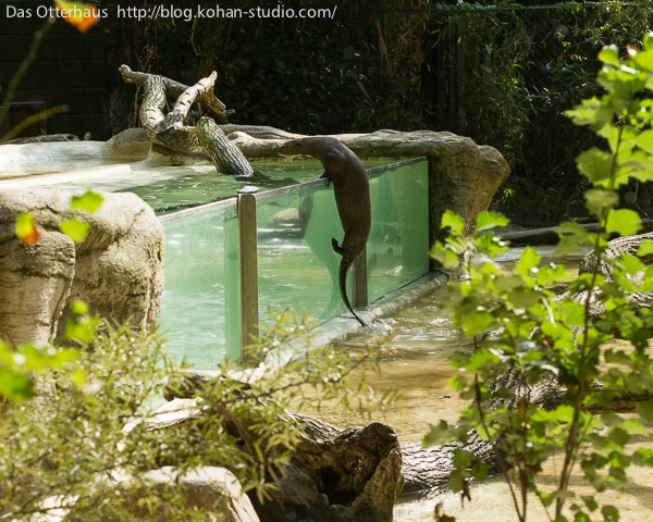 大学動物園 世界最大のカワウソ4・ハーゲンベック動物公園その1 : Das