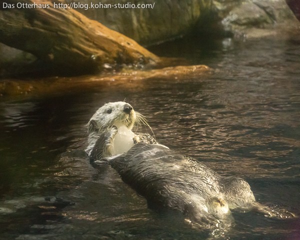 海遊館ラッコ・カワウソつき : Das Otterhaus 【カワウソ舎】旧サイト