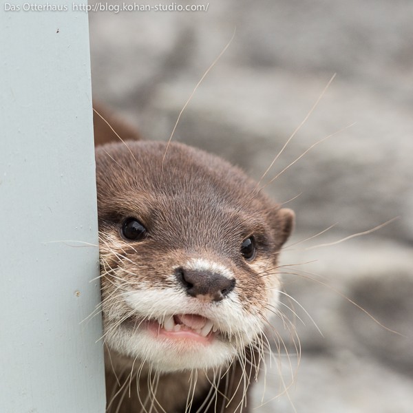 姫路カワウソ・いたずらざかり : Das Otterhaus 【カワウソ舎】