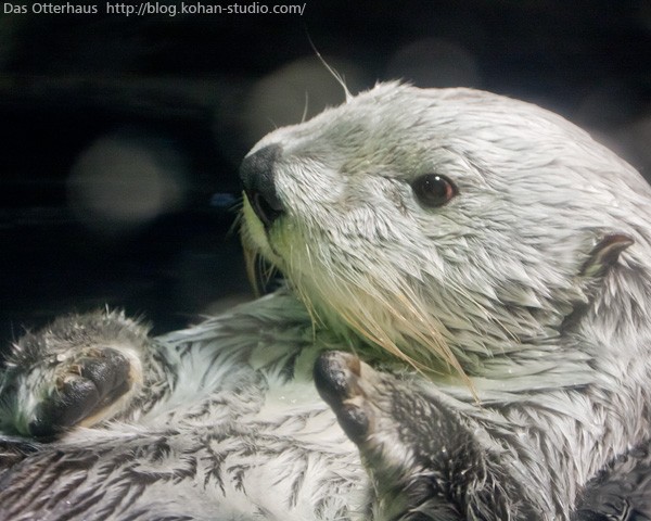 ジャック・ウッドソン 二匹のラッコ ヴィンテージ ステンドグラス カワウソ 🤍ラッコ&カワウソドッグ🤍 #なんでもいきもの