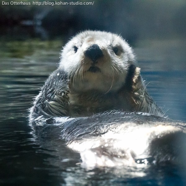 鹿児島ラッコ・チェリーさん : Das Otterhaus 【カワウソ舎】旧サイト