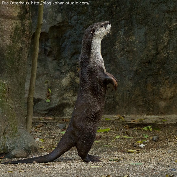 鹿児島カワウソ・ジロウ老師 : Das Otterhaus 【カワウソ舎】旧