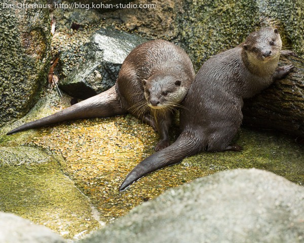 コツメカワウソ カワウソさくら 起きて起きての催促がやたらうるさい目覚まし
