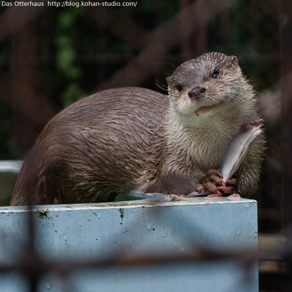 上野カワウソ・ミーちゃん物語 : Das Otterhaus 【カワウソ舎】