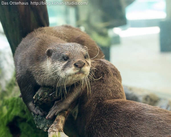 鳥羽カワウソ・強いのはどっち？ : Das Otterhaus 【カワウソ舎】