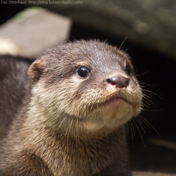 カワウソ ペット 熊本 コレクション