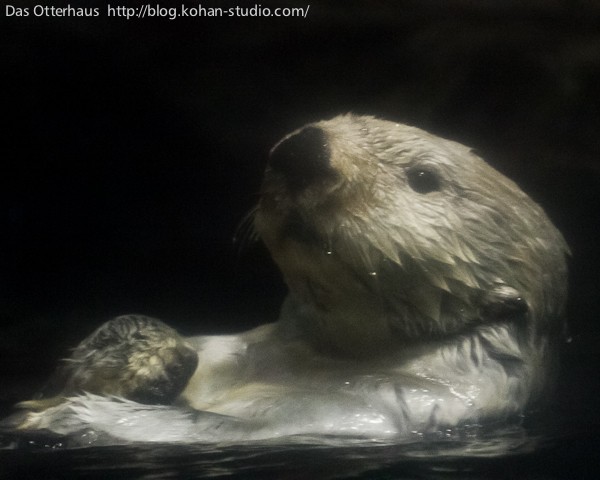 鹿児島ラッコ・チェリーさん : Das Otterhaus 【カワウソ舎】旧サイト
