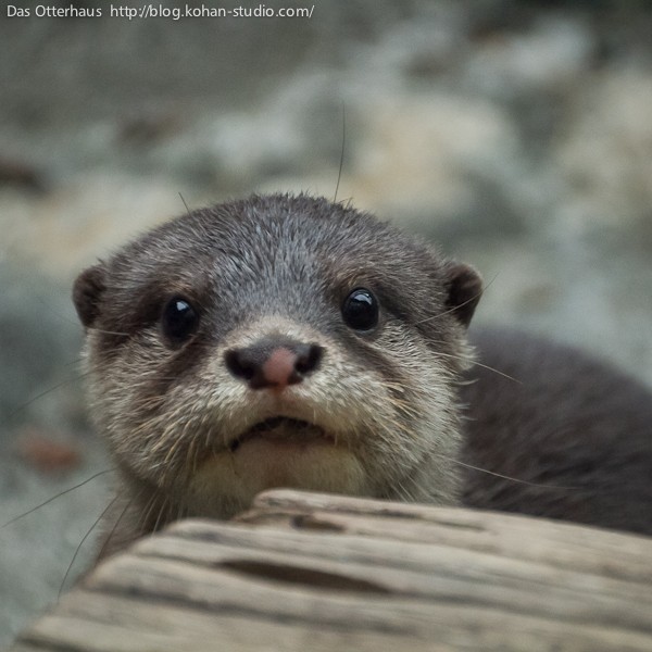カワウソ① コツメカワウソ - Wikipedia