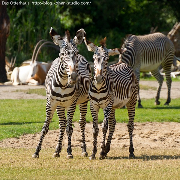 ロスチャイルドキリン・ライプツィヒ動物園 : Das Otterhaus