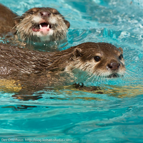 カワウソ① のいちカワウソ・ヘビメタな泳ぎ : Das Otterhaus 【カワウソ舎