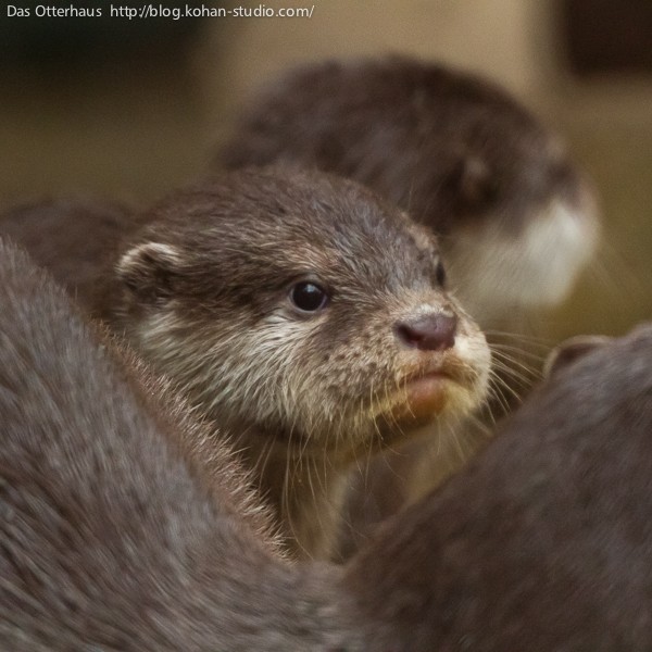 カワウソ 池田カワウソ・チョコミントのこどもたち(1) : Das Otterhaus