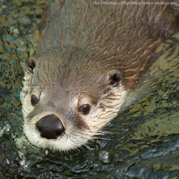 釧路カワウソ・ヒヨコ食なかま : Das Otterhaus 【カワウソ舎】