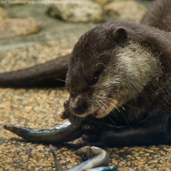 鹿児島カワウソ・ジロウ老師 : Das Otterhaus 【カワウソ舎】旧