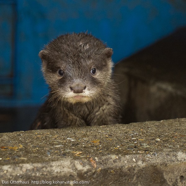 市川カワウソ・かっこいいちびうそ : Das Otterhaus 【カワウソ舎】旧