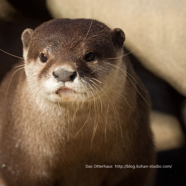 千葉カワウソ・冬の光 : Das Otterhaus 【カワウソ舎】旧サイト 千葉カワウソ・冬の光 : Das Otterhaus 【カワウソ舎】旧サイト