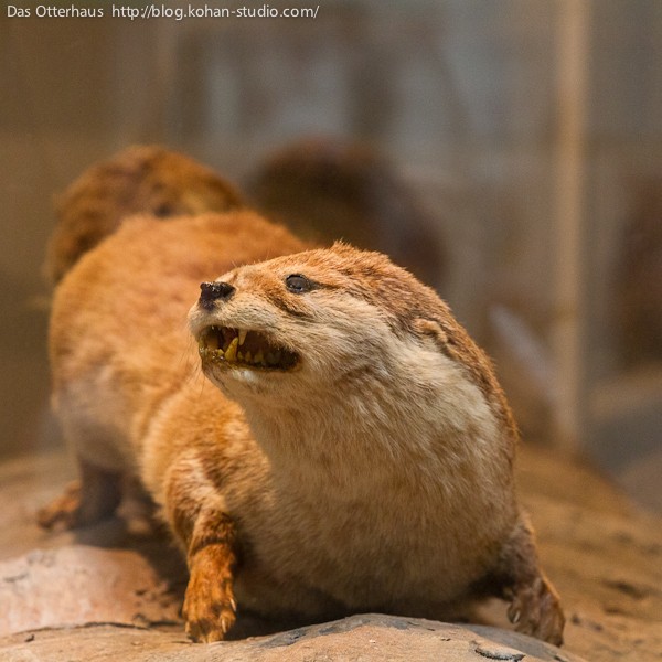 カワウソの海 : Das Otterhaus 【カワウソ舎】