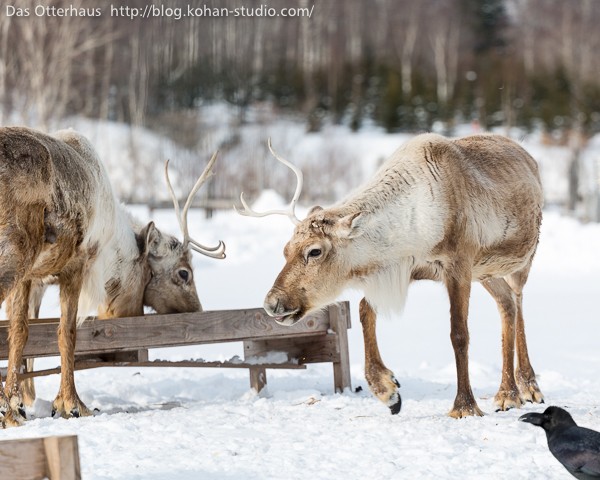 トナカイと地層処分 : Das Otterhaus 【カワウソ舎】旧サイト
